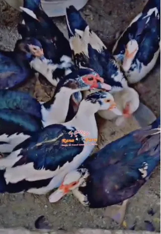 Pure Muscovy Ducks Breeders — Set of 8 (2 Males + 6 Females), Laying