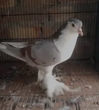 Red Bar German Sherazi — Jumbo Breeder Male