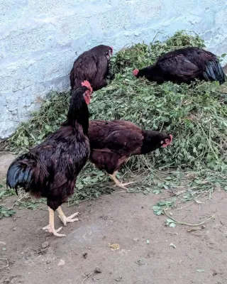 RIR (Rhode Island Red) Heritage — 3 Males + 2 Females, 8 Months