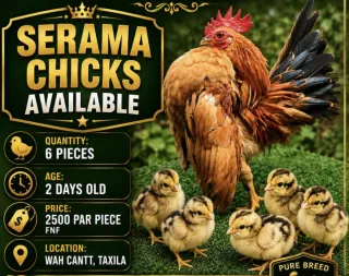 Serama Chicks