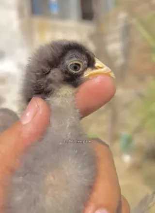Show-Quality Fancy Chicks — Pure Lines (Swabi, KPK)