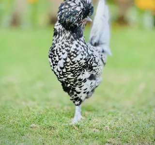 Silver Laced Polish — Sadar Fancy Farm