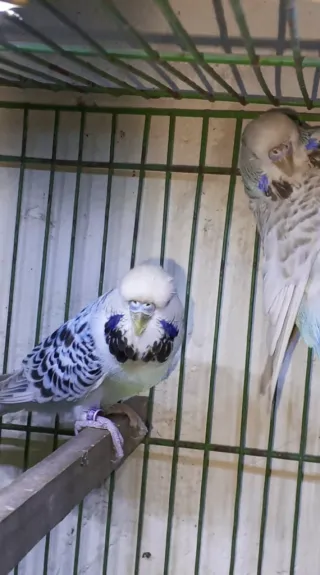 TCB Exhibition Budgies — 2 Males, Ready to Breed