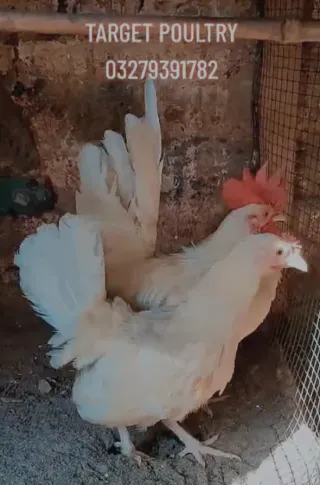 White English Game (Zero Size) — Egg Laying, 8 Months
