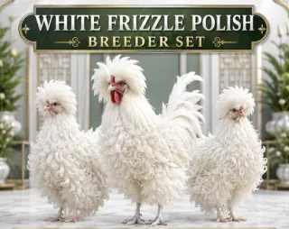 White Frizzle Polish Breeder Set (1 Male + 2 Female)