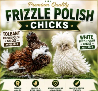 White Frizzle Polish Chicks (3–15 Days)