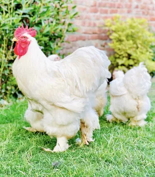 White Heavy Cochin — Sadar Fancy Farm