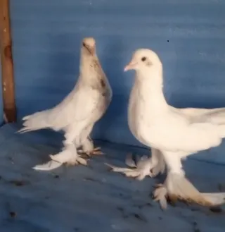 White Pom — Breeder Pair