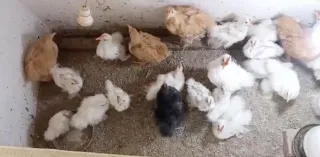 White Silkie Cochin Bantam Pair