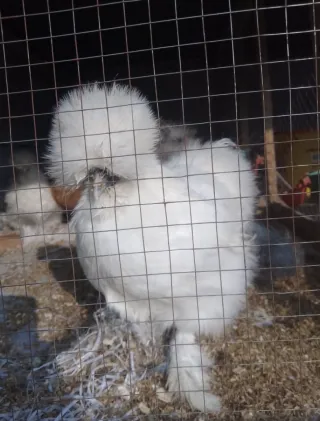 White Silkie