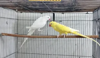 White-to-Yellow Ring Neck — Breeder Pair (Male 1 Eye Damage)