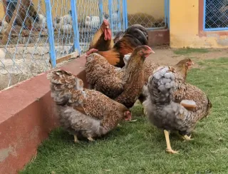 Wyandotte Set — 4 Females + 2 Males