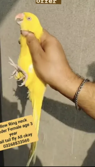 Yellow Ring Neck — Breeder Female