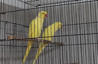 Yellow Ring Neck — Breeder Pair