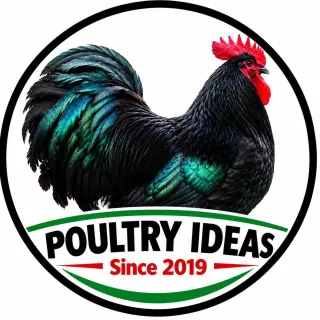 Poultry Ideas