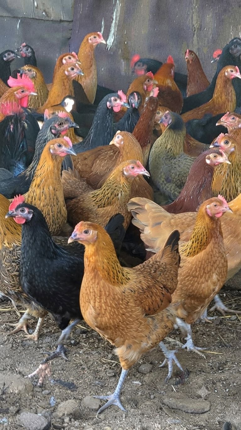 Golden Misri Egg Starter Hens available 