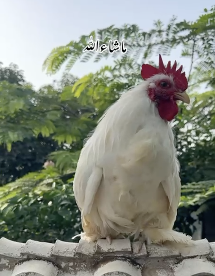 White Bantam Male — Chakwal Fancy Birds