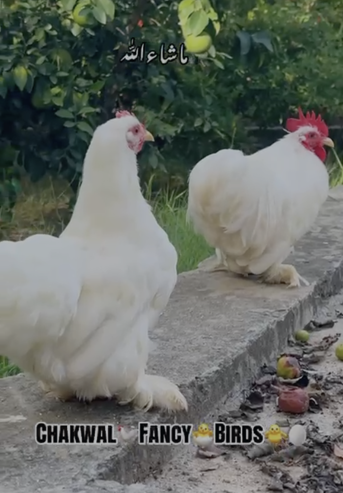 White Bantam Pair — Chakwal Fancy Birds