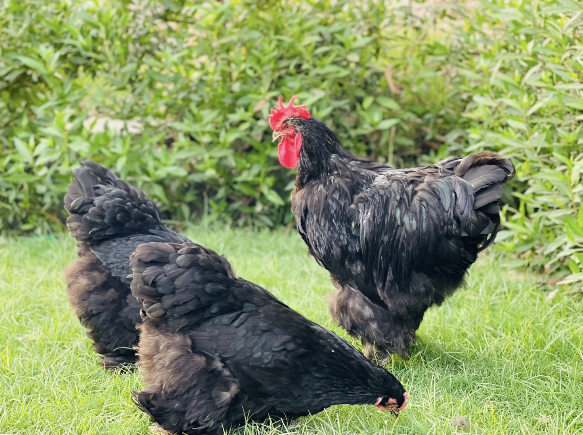Black Heavy Cochin — Sadar Fancy Farm