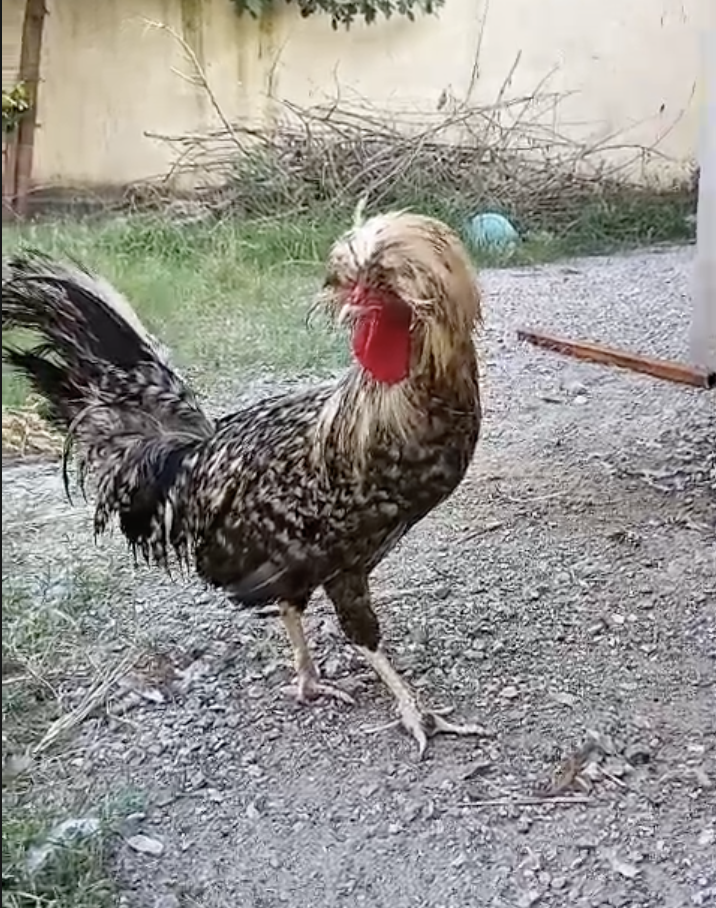 Coco Polish Breeder Male