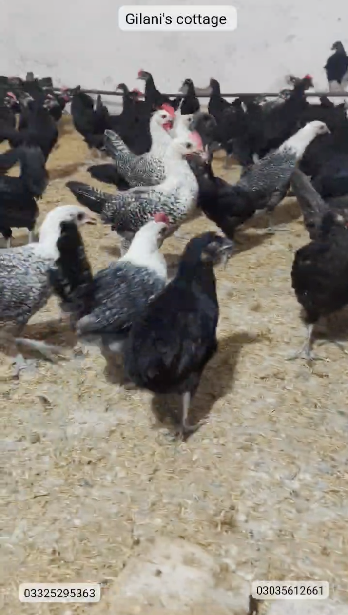 Egyptian Fayoumi Set (1 Male + 3 Female)