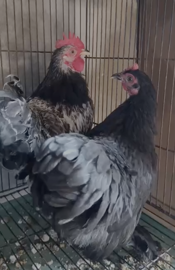 Fancy Bantam Breeder Pair — Ready to Breed, 5.5 Months