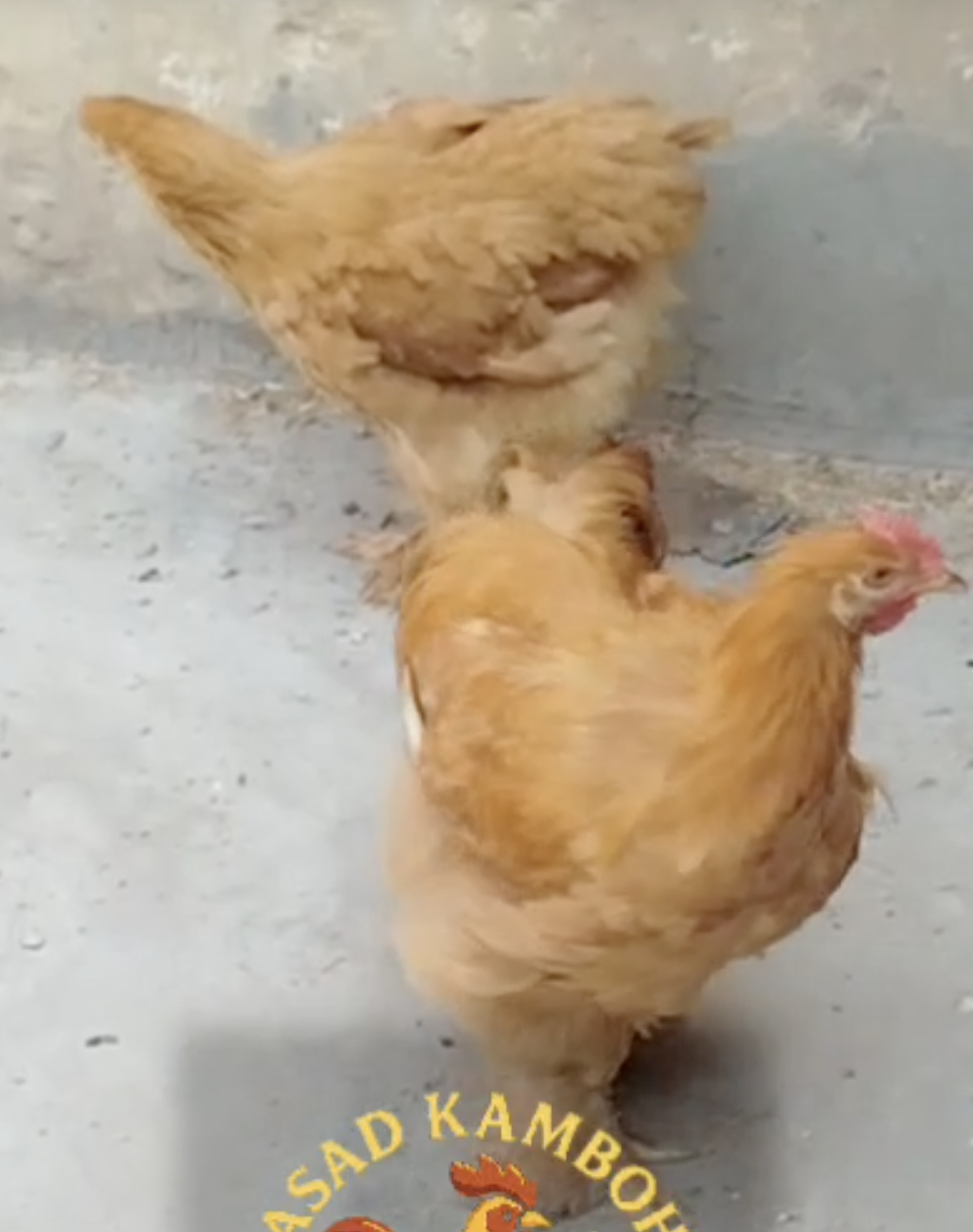 Golden Heavy Buff — 1 Male + 2 Female (6 Months)