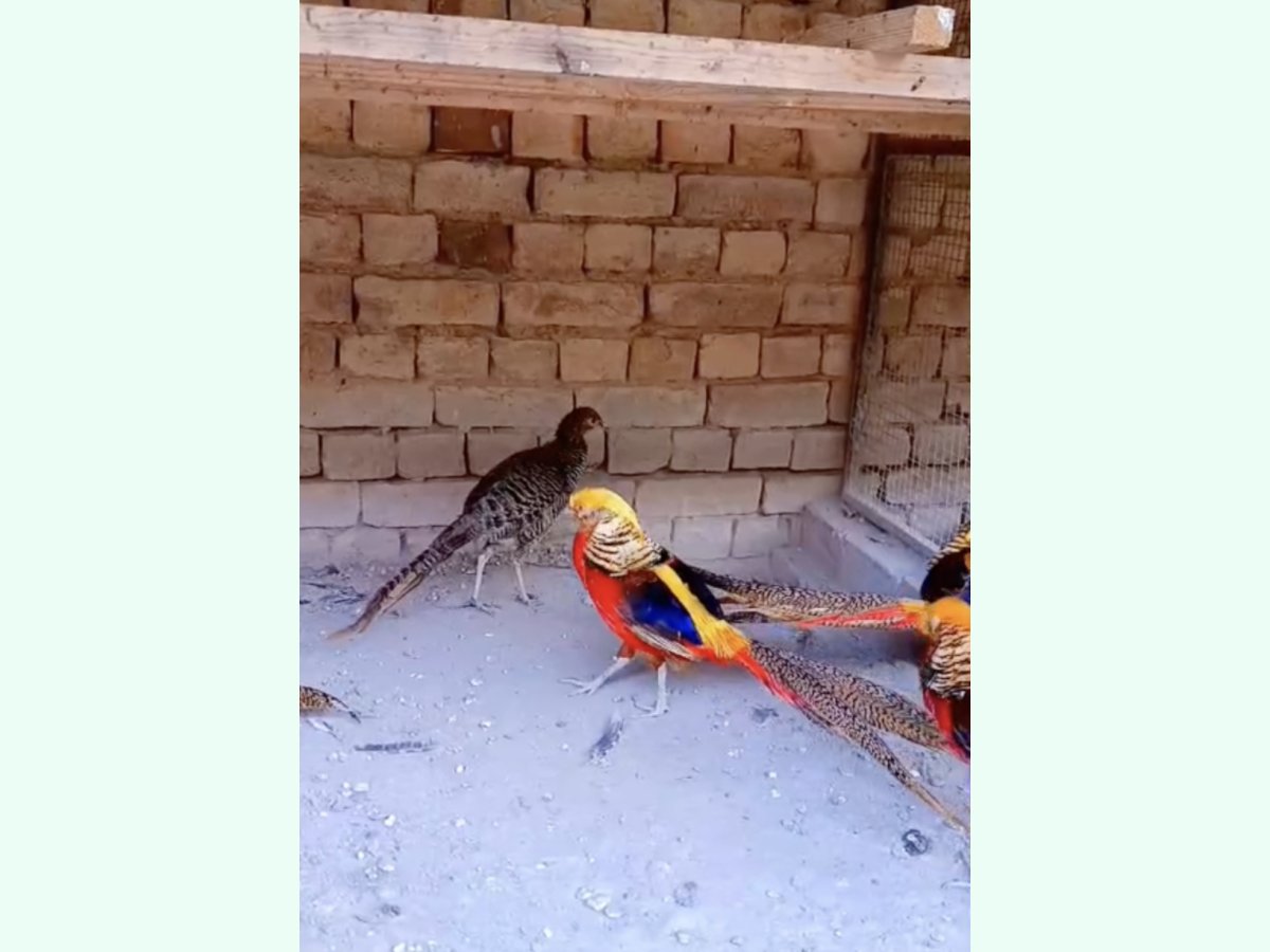 Red Golden Pheasant Pair — Vaccinated (2 Years)